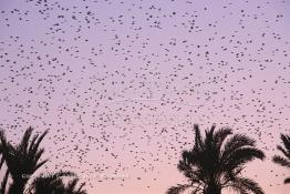 Image du Maroc Professionnelle de  un fabuleux coucher du soleil aux couleur jaune arrangé, avec un magnifique spectacle offert par des milliers d'oiseaux qui envahissent l’horizon au milieu des palmiers de la palmeraie de Marrakech, juste avant le développement de l'urbanisme de Marrakech, qui a impliqué un très vaste programme croissant de construction. Lundi 19 Août 1997. Youssef ben Tachfine des Almoravides avait crée cette vaste palmeraie sous forme d'oasis irriguée par un réseau de canalisations ancestral souterrain khettara, pour exploiter les nappes phréatiques locales. Ce havre de paix peut être visité en voiture, ou à dos de chameau. (Photo / Abdeljalil Bounhar) 